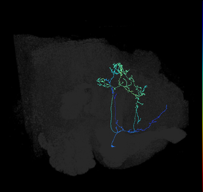 CL090_a_R (FlyEM-HB:5813065357)