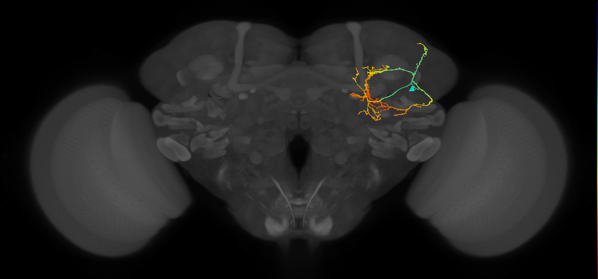 CL090_a_R (FlyEM-HB:5813065357)