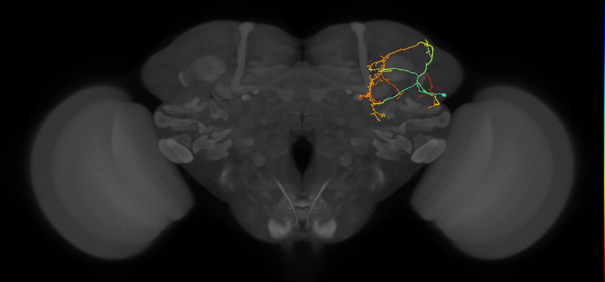 CL090_b_R (FlyEM-HB:1131738018)