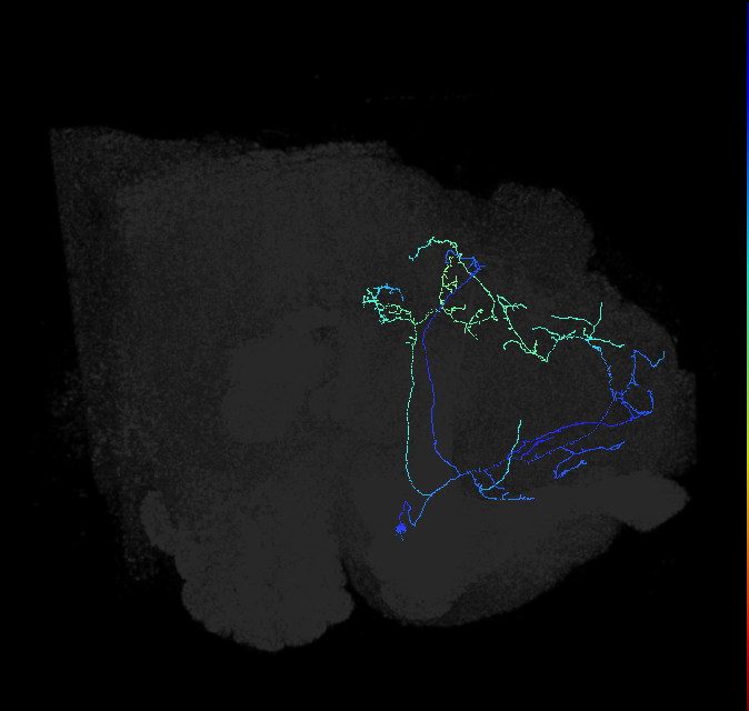 CL090_c_R (FlyEM-HB:1007252570)