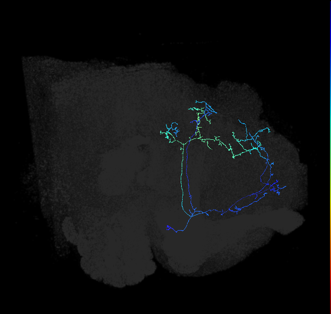 CL090_c_R (FlyEM-HB:483646991)