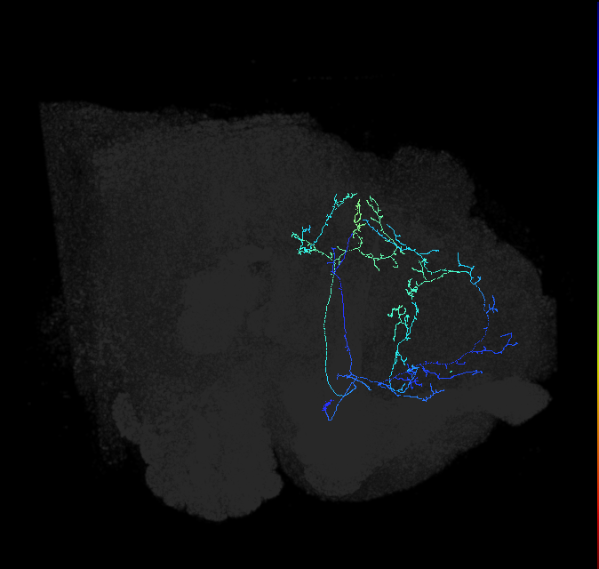 CL090_c_R (FlyEM-HB:976213048)