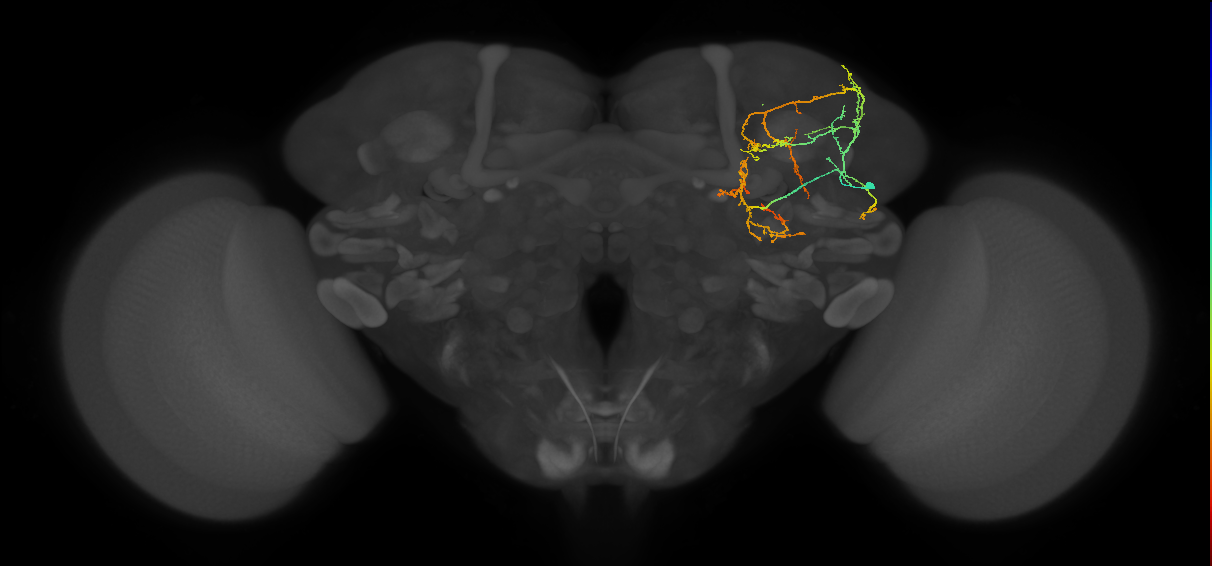 CL090_c_R (FlyEM-HB:976213048)