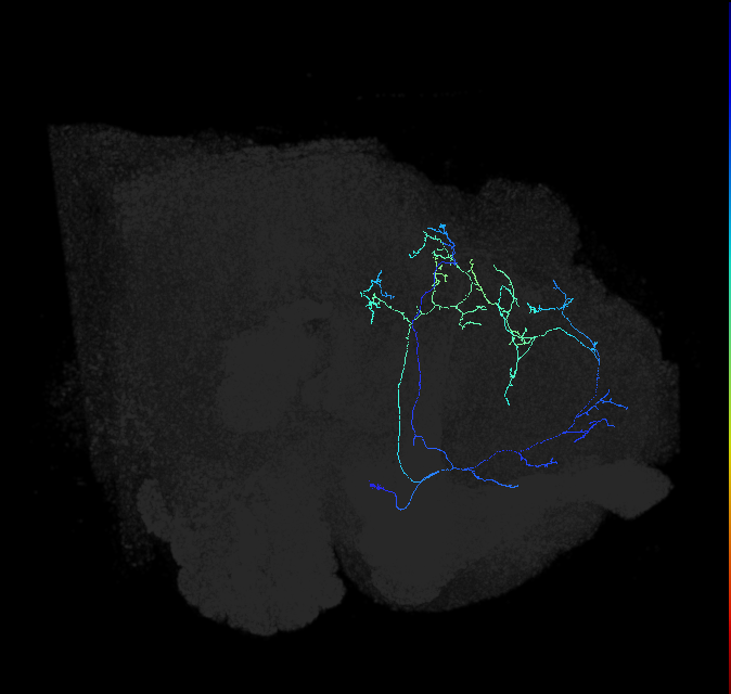 CL090_c_R (FlyEM-HB:422277426)