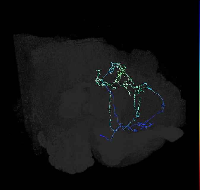 CL090_d_R (FlyEM-HB:5813062050)