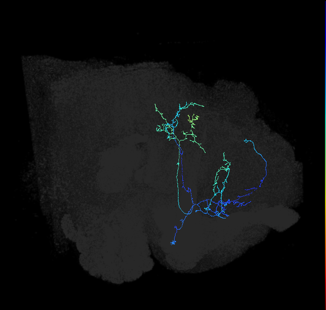 CL090_d_R (FlyEM-HB:5813011425)
