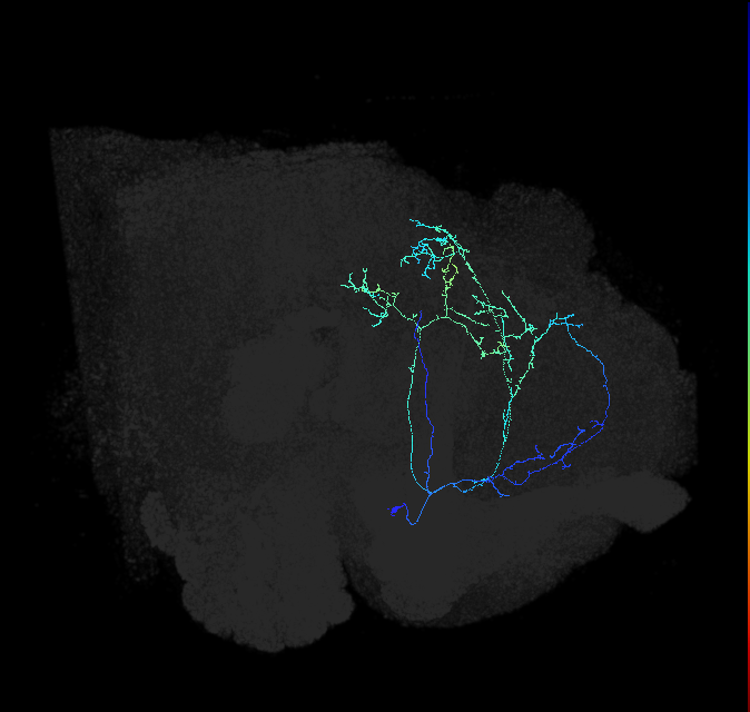 CL090_e_R (FlyEM-HB:1069663083)