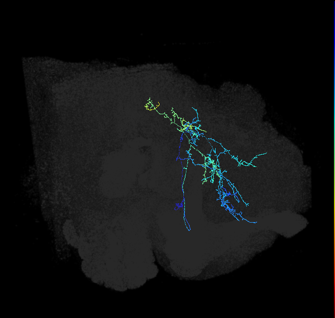 CL099_R (FlyEM-HB:1041015097)