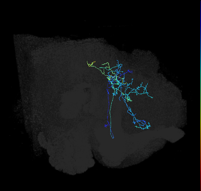 CL099_R (FlyEM-HB:789623676)
