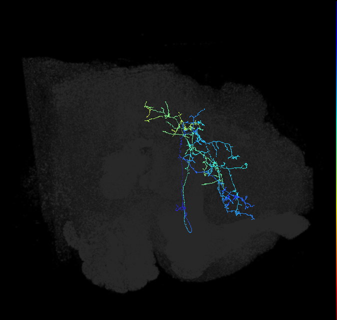 CL099_R (FlyEM-HB:1102407589)