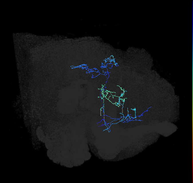 CL105_R (FlyEM-HB:1041343016)