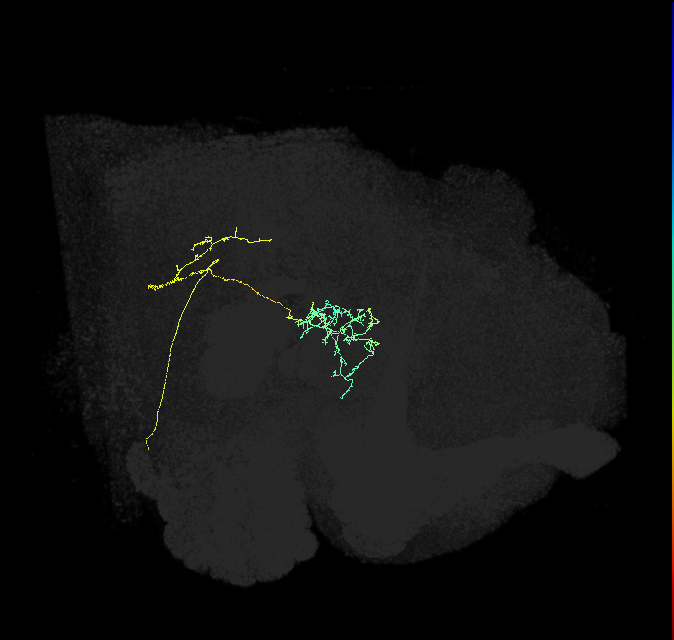 CL118_R (FlyEM-HB:5813038332)
