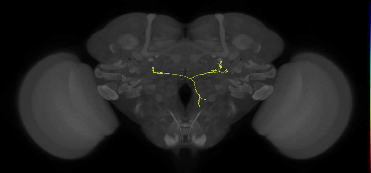 CL121_R (FlyEM-HB:1381397088)