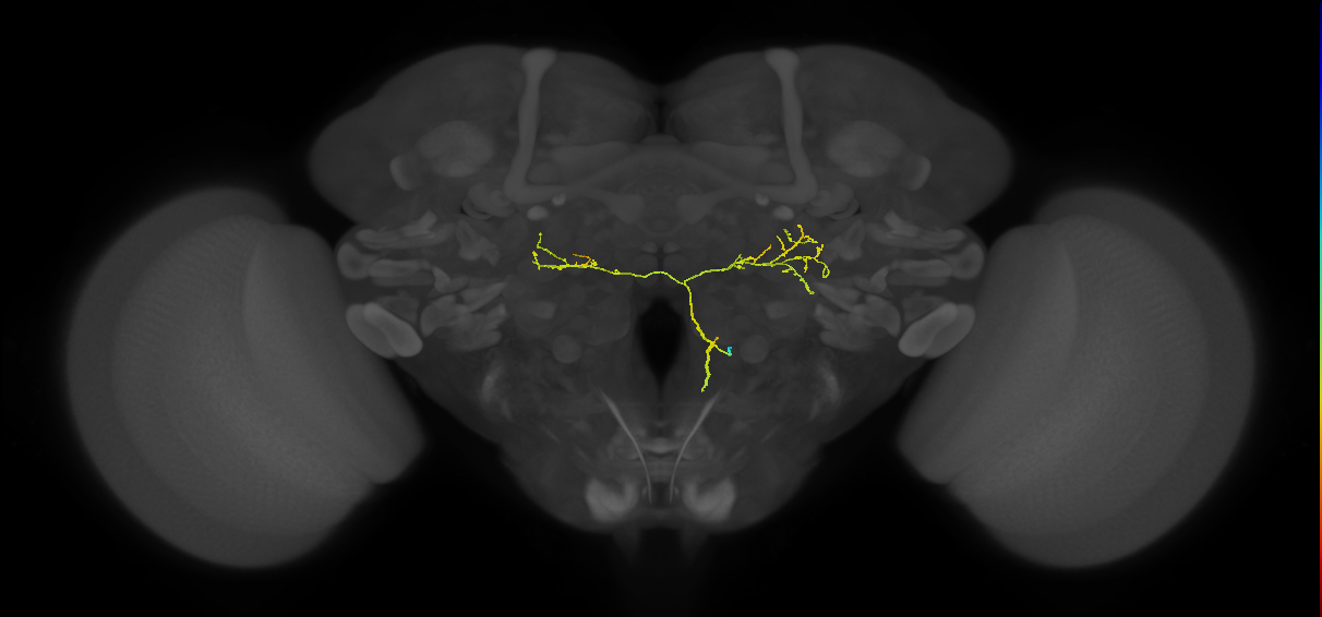 CL121_R (FlyEM-HB:1722177539)