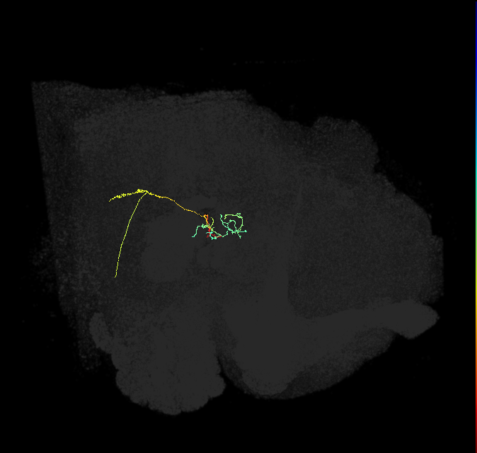 CL121_R (FlyEM-HB:5813068048)