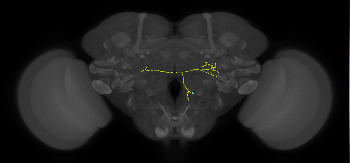 CL121_R (FlyEM-HB:5813068048)