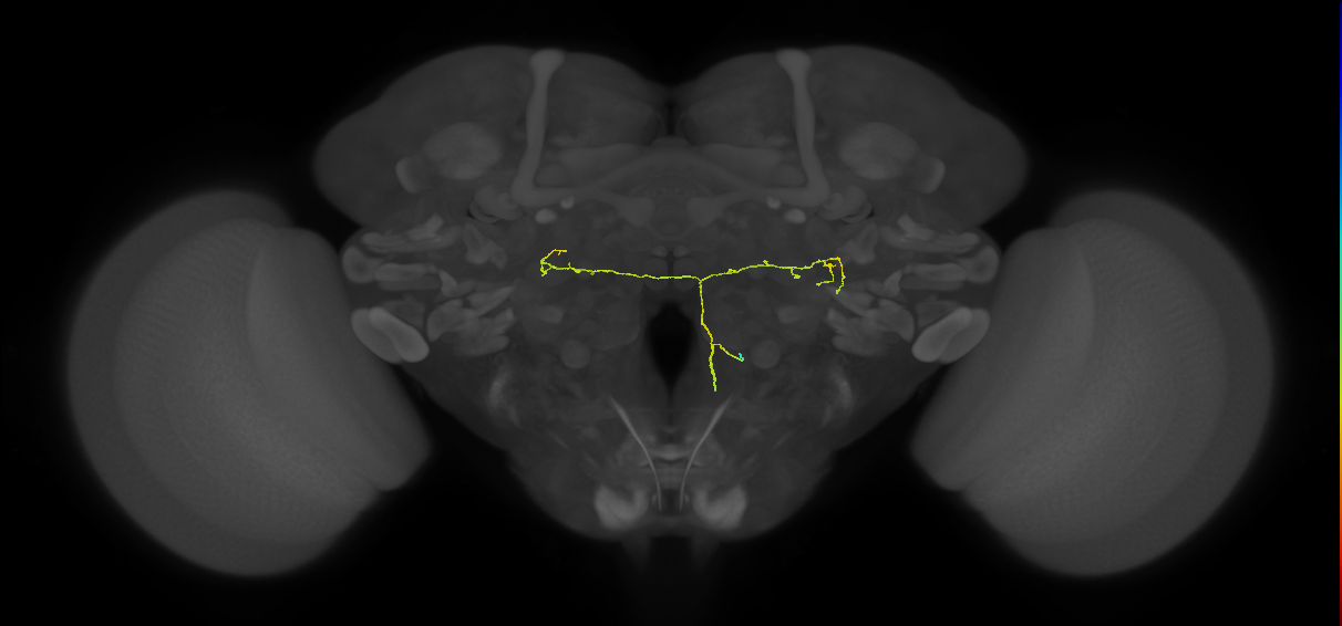 CL121_R (FlyEM-HB:1722483751)