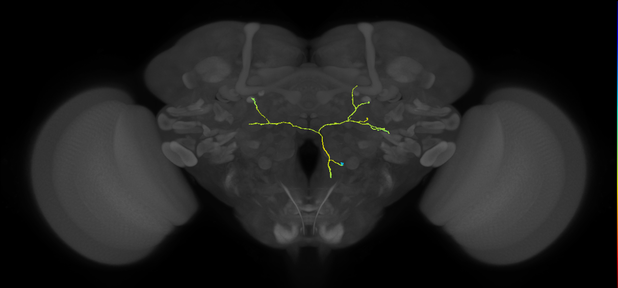 CL122_R (FlyEM-HB:5812996602)