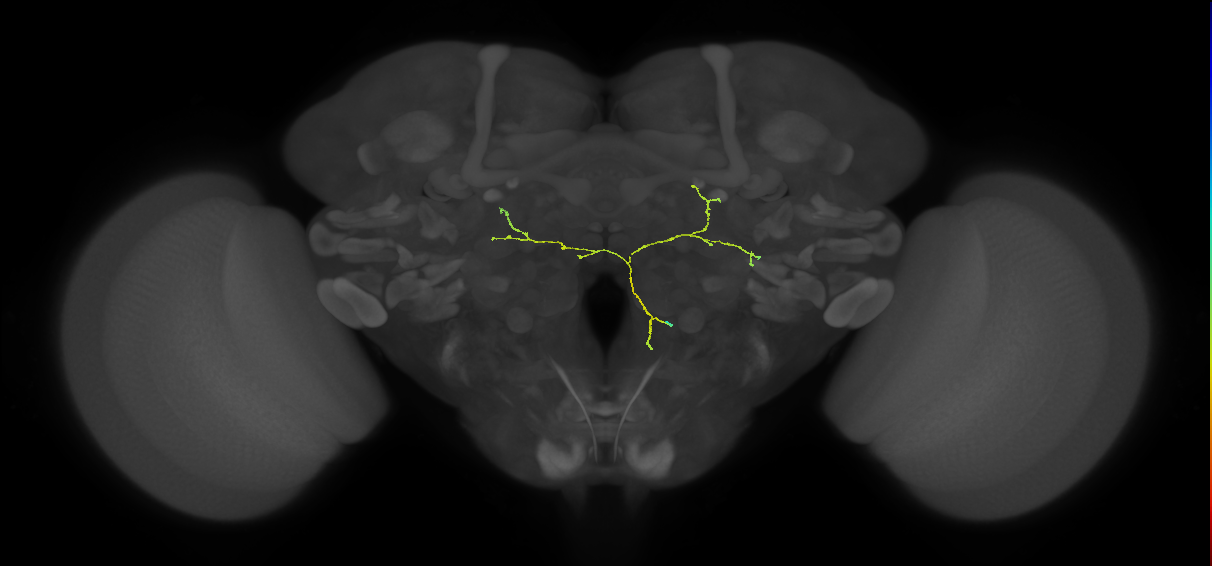 CL122_R (FlyEM-HB:1969074816)