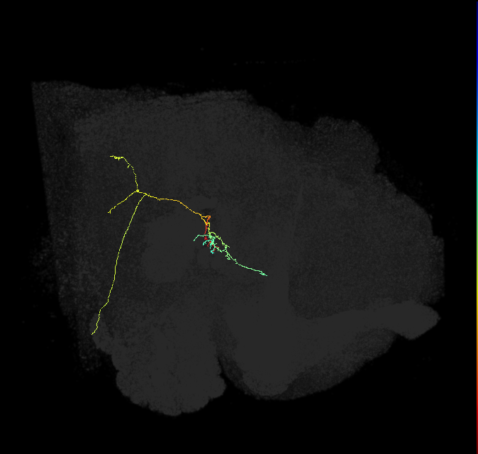CL122_R (FlyEM-HB:1415493056)