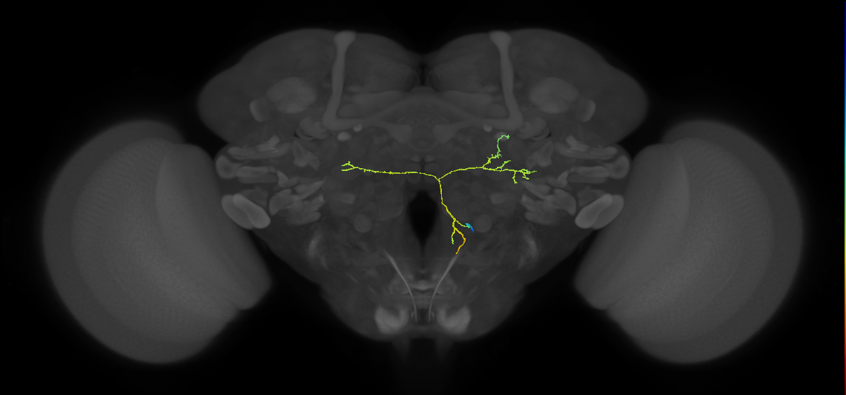 CL122_R (FlyEM-HB:1415493056)