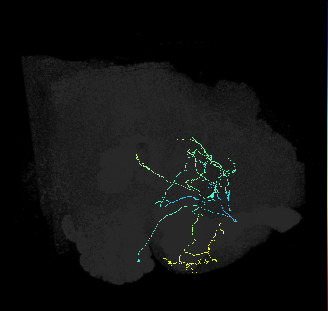 CL123_R (FlyEM-HB:855147657)