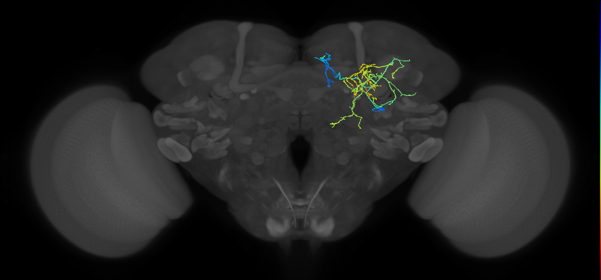 CL123_R (FlyEM-HB:855147657)