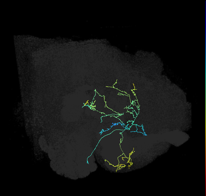 CL123_R (FlyEM-HB:978971398)