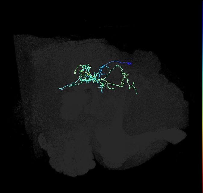 CL128_R (FlyEM-HB:1441084157)