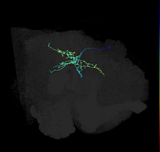 CL128_R (FlyEM-HB:1192796721)