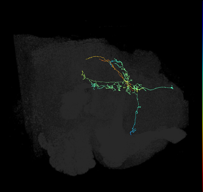 CL161_R (FlyEM-HB:821729374)