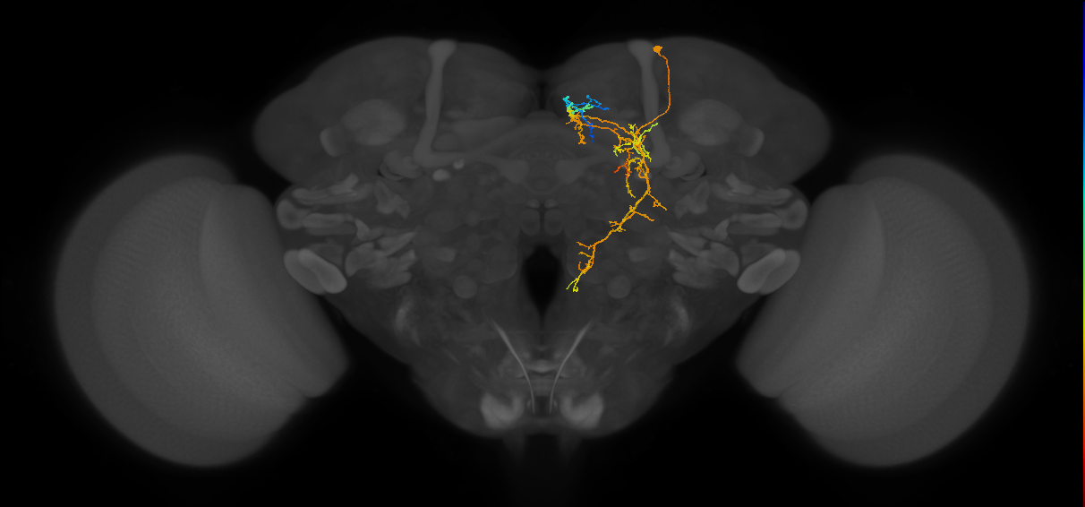 CL167_R (FlyEM-HB:821728921)