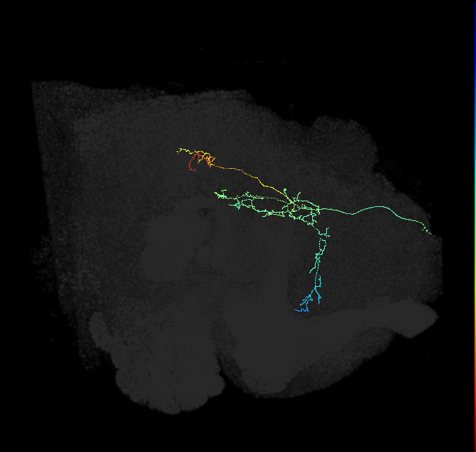 CL169_R (FlyEM-HB:5813091091)