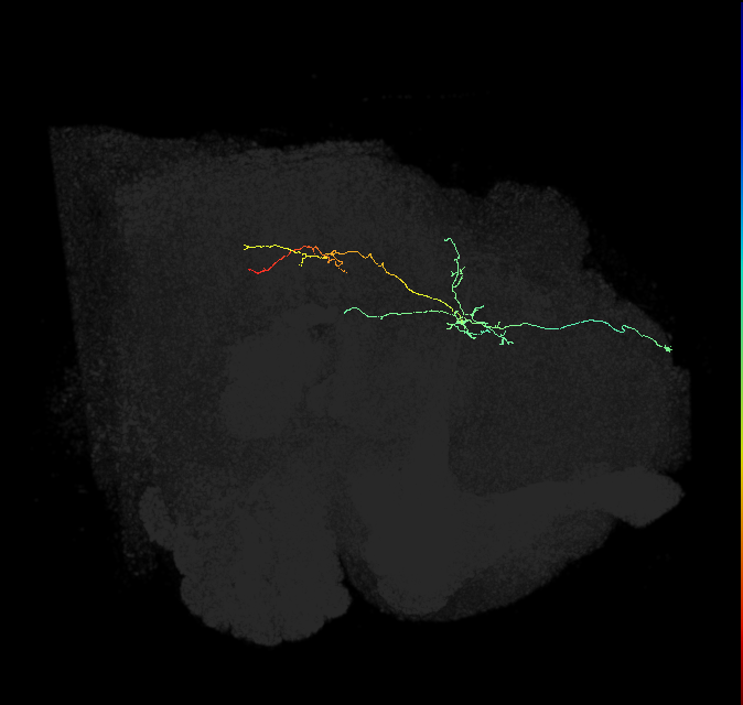 CL171_R (FlyEM-HB:821729315)