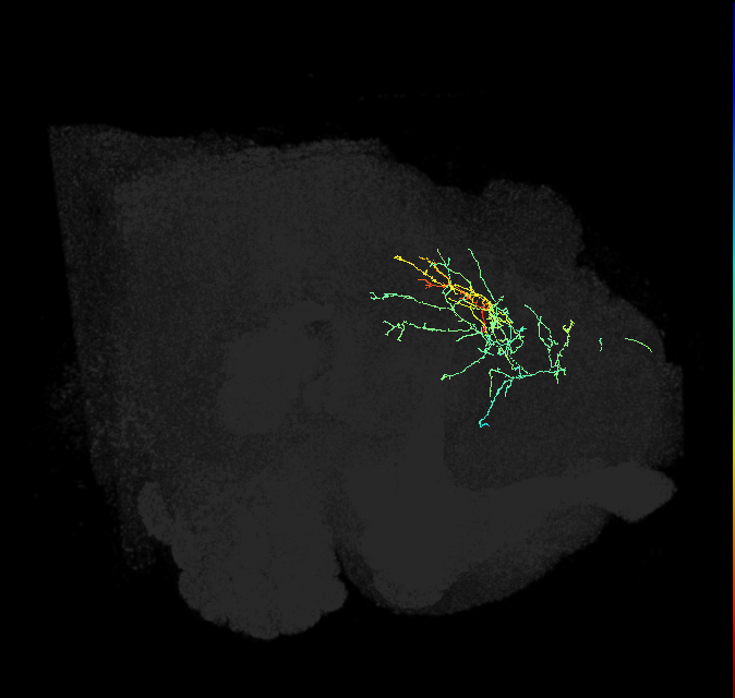 CL182_R (FlyEM-HB:667258443)