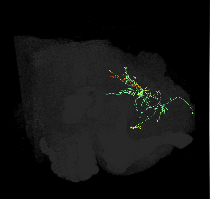 CL182_R (FlyEM-HB:418969927)
