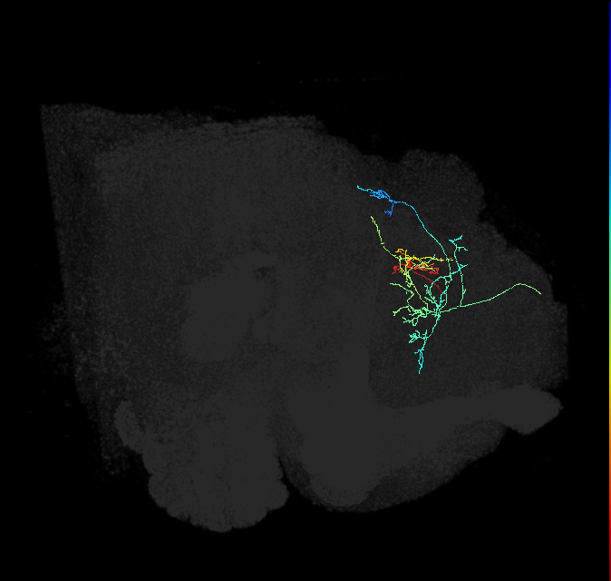 CL195_R (FlyEM-HB:729306452)