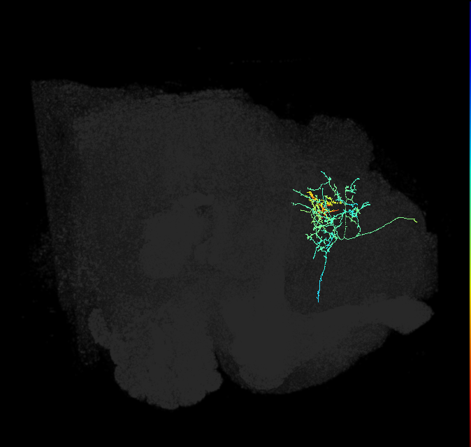 CL196_R (FlyEM-HB:606193500)