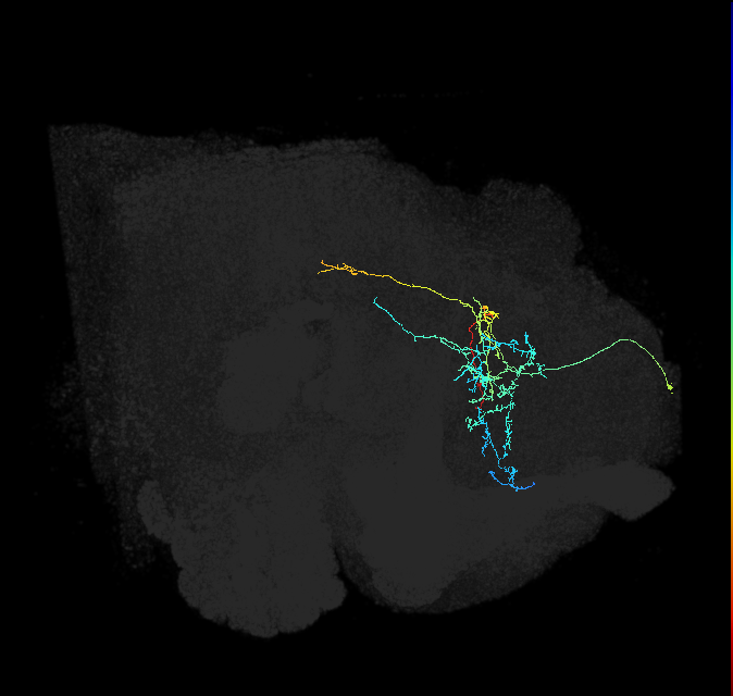 CL198_a_R (FlyEM-HB:388280137)