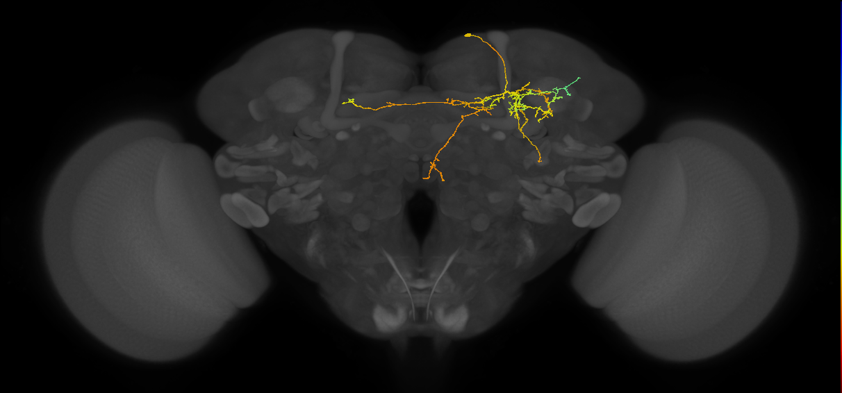 CL198_a_R (FlyEM-HB:388280137)