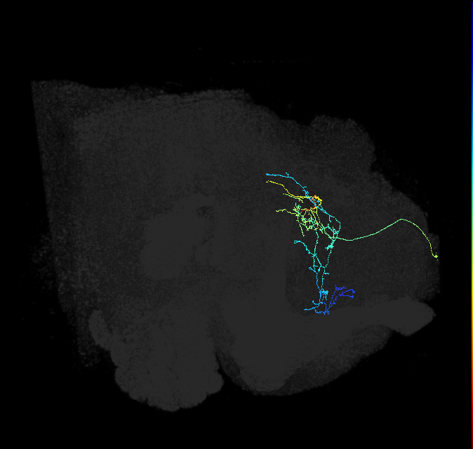 CL198_b_R (FlyEM-HB:418970128)