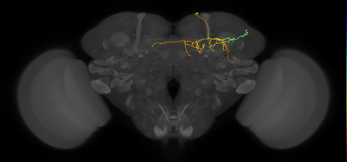 CL198_b_R (FlyEM-HB:418970128)