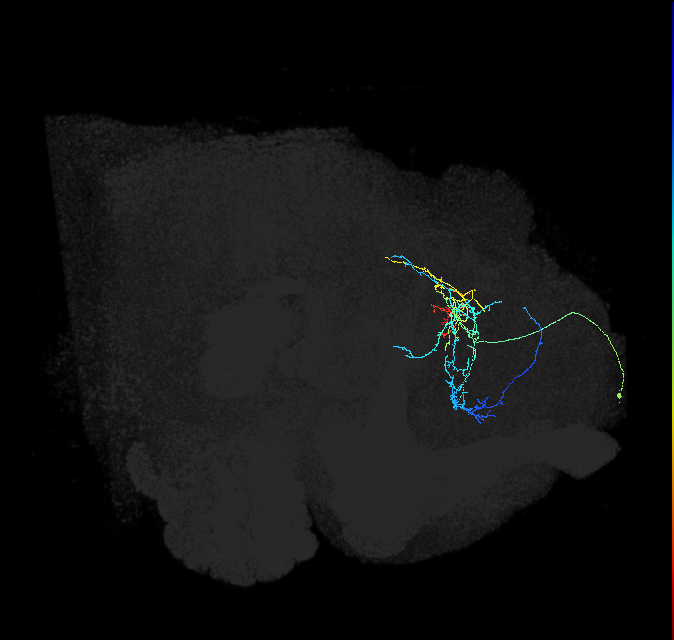 CL198_b_R (FlyEM-HB:5813083359)
