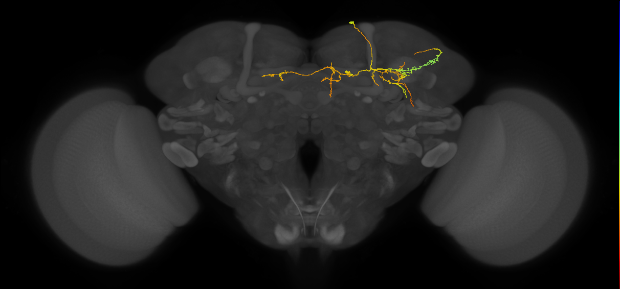 CL198_b_R (FlyEM-HB:5813083359)