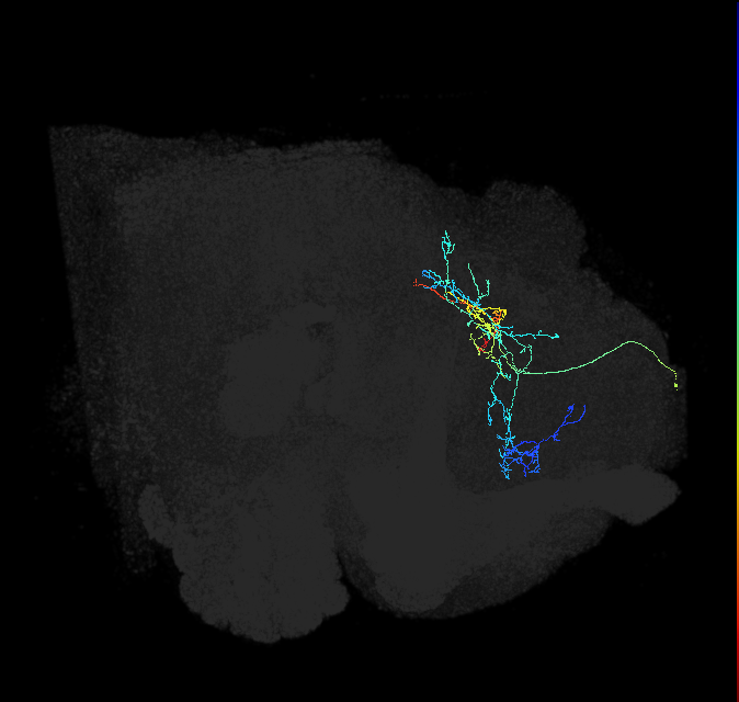 CL198_b_R (FlyEM-HB:387939267)