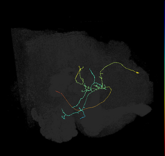 CL210_a_R (FlyEM-HB:5813053728)
