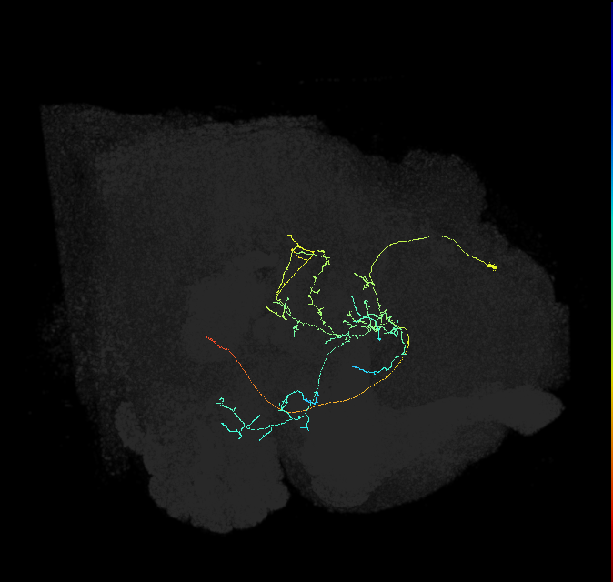 CL210_a_R (FlyEM-HB:1011055060)
