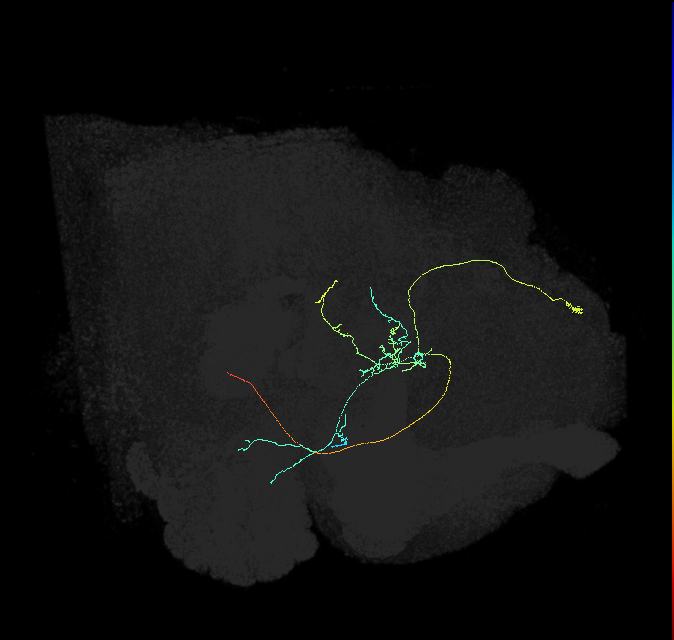 CL210_b_R (FlyEM-HB:5813067839)