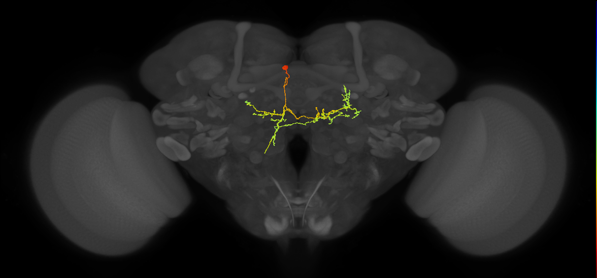 CL215(PDM13)_L (FlyEM-HB:1228274595)
