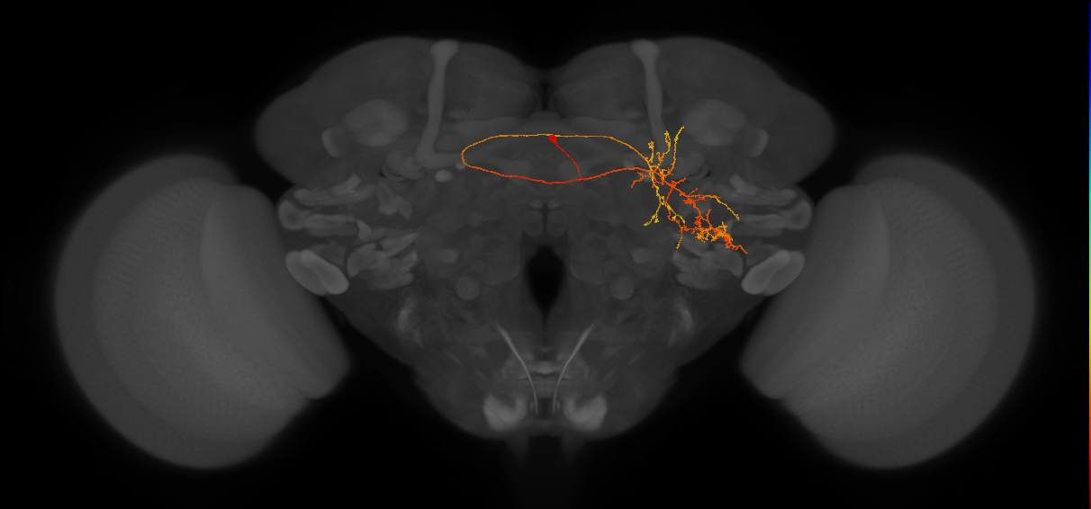 CL221_R (FlyEM-HB:1037609552)